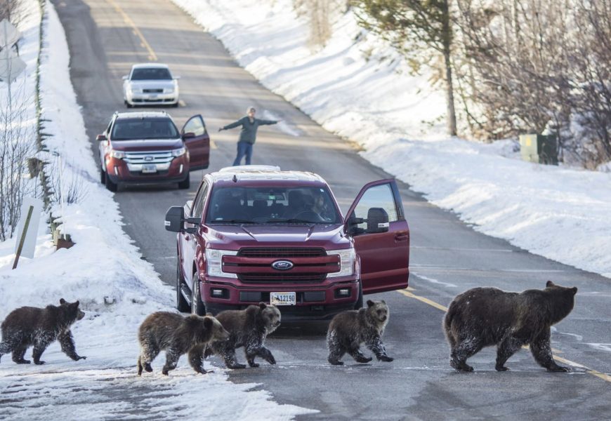 The vehicle collision death of a famous Wyoming grizzly bear was an ...