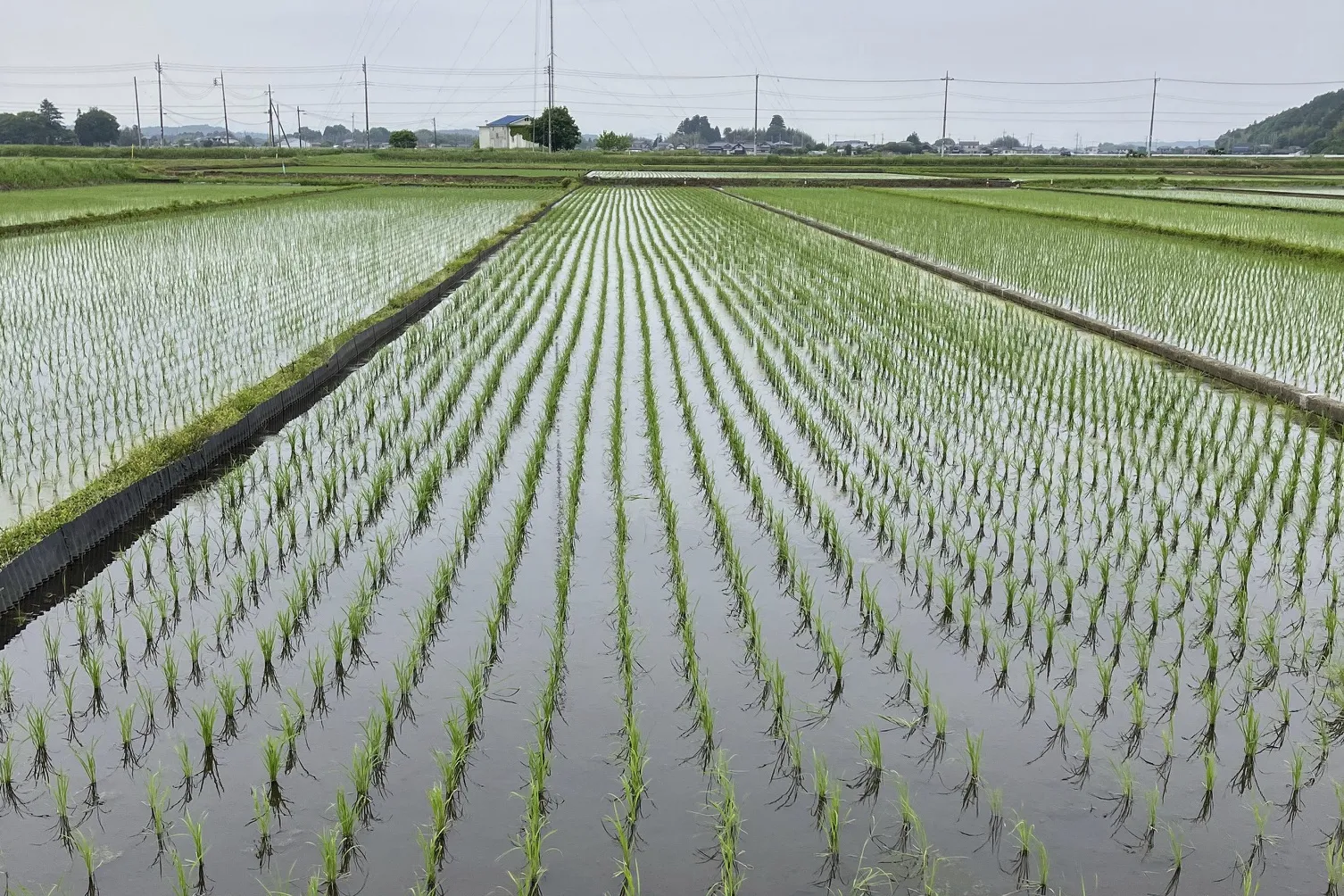 Japan’s rice crisis: Prices soar, supplies dwindle and a minister ...